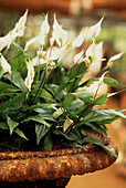 Display of planted lilies in a rusty vintage plant pot