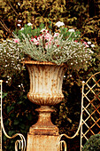White painted rusty garden pot containing annual flowers