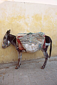 Donkey laden with goods standing in a alley in the medina in fez Morocco