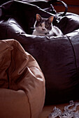 Domestic cat sitting on a leather beanbag in a living room