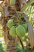 Green coconuts hanging on a palm tree