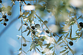 Blauer Himmel mit Blick durch den Olivenbaum