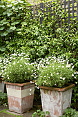Two terracotta garden pots planted with daisies
