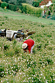 Frau beim Pflücken von Jasminblüten auf einem Feld in Grasse, Frankreich