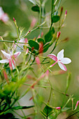 Close-up of jasmine flowers growing in the fields of Grasse France