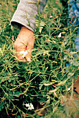 Jasmine Harvest in Grasse in France