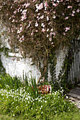 Gartendetail mit altem Emaille-Startschild zwischen weißen Glockenblumen und Clematis