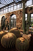 Cacti in greenhouse