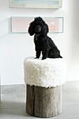 Black poodle sitting on a sheepskin log stool in bathroom