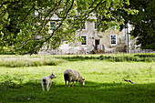 Schafe grasen auf einem Feld und vor einem Bauernhaus in Cumbria, England, Vereinigtes Königreich