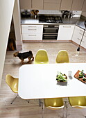 Elevated view of dog in contemporary kitchen with table and lime green chairs, London home, England, UK