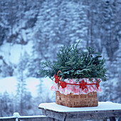 Evergreen spruce in a basket lined with wrapping paper secured with a garland