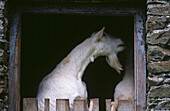 White goats in stable
