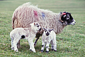 Schottische Blackface-Schafsdame mit zwei jungen Lämmern auf einem Feld