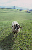 Scottish Blackface ram with typical curly horns in a field