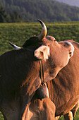 Close up of Brown Swiss cow with bell