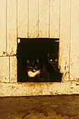 Two black cats framed in stable door
