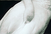 White swan sleeping