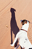 Freds Hund, ein Jack Russell, im Tswalu-Kalahari-Wildreservat in Südafrika