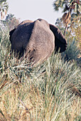 Back view of an African elephant in the Kruger National Park