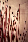Close up of red willow reeds