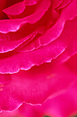 Close up of bright pink rose petals