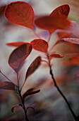 Close up of red brown smoke tree leaves