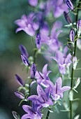 Purple blue Campanula flowers