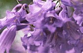 Soft focus of purple Jacaranda flower