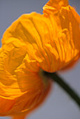 Close up of delicate bright yellow Poppy