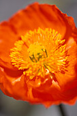 Close up of Welsh poppy (Meconopsis cambrica)