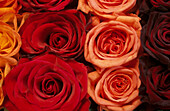 Rows of orange salmon pink and crimson red roses