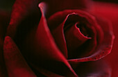 Close up of a crimson red velvety hybrid tea rose