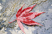 Fallen red Acer leaf on wet granite rock