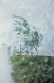 Blick durch das Fenster auf einen Küstengarten mit Blick auf windgepeitschte Bäume an einem grauen Regentag