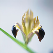 Close up of faded Iris