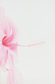 Detail einer zarten hellrosa Blume