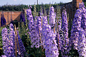 Flower spikes of Delphinium Orpheus staked in a summer garden