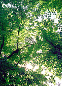 Canopy of common Lime Trees in the Summer