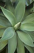Pale grey green spine less Agave growing at Hanbury Gardens near Ventimiglia