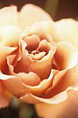 Close up of rose