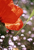 Close up of poppy flower in meadow