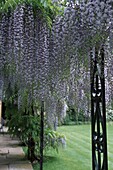 Hanging purple Wisteria flowers in garden