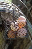 Animal eggs in wire basket