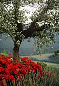 Red poppy flowers in field with Olive tree in Tuscany