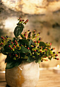 Potted plant with berries