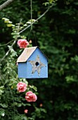 Bird house hanging on branch with roses behind
