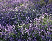 Meadow full of bluebells flowers