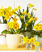 Daffodils and primulas in various vases on a table top