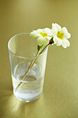 Primroses in a glass on a gold tabletop